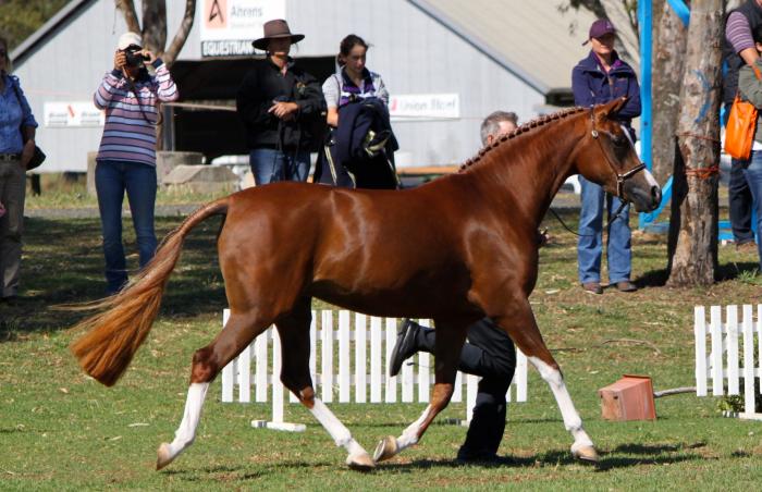 pretty chestnut mare