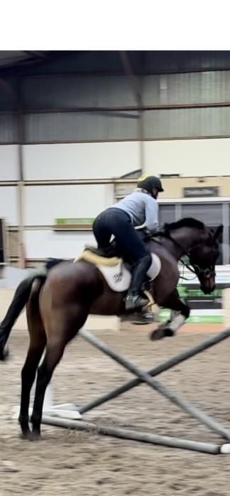 Above average TB gelding 15.3hh 10yo