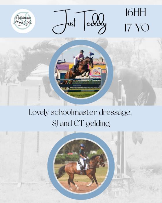 Just Teddy - Warmblood SJ CT Dressage Schoolmaster