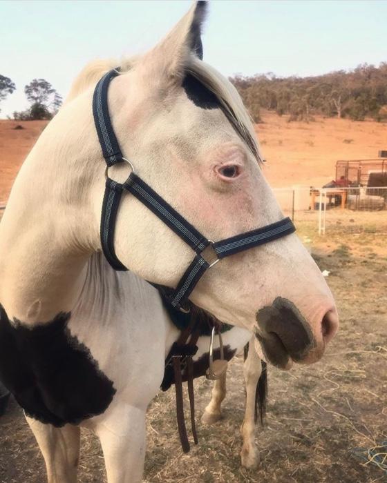 Pinto Horses For Sale Pinto Horse » Horsezone