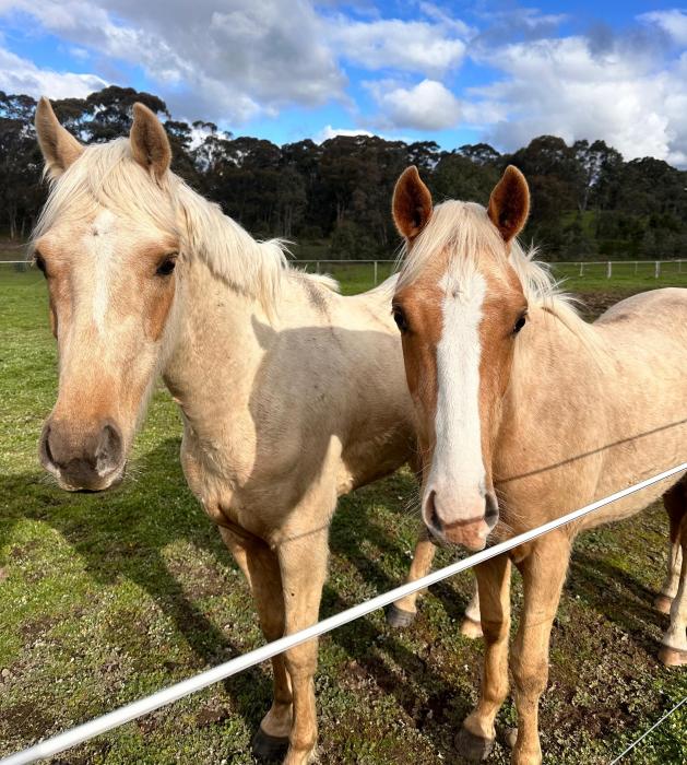 2yo ASH Palomino  Gelding
