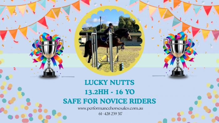 Lucky Nutts - schoolmaster EVA80 eventing pony