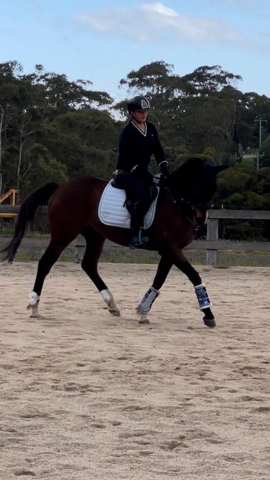 Arlo - Blank Canvas OTTB