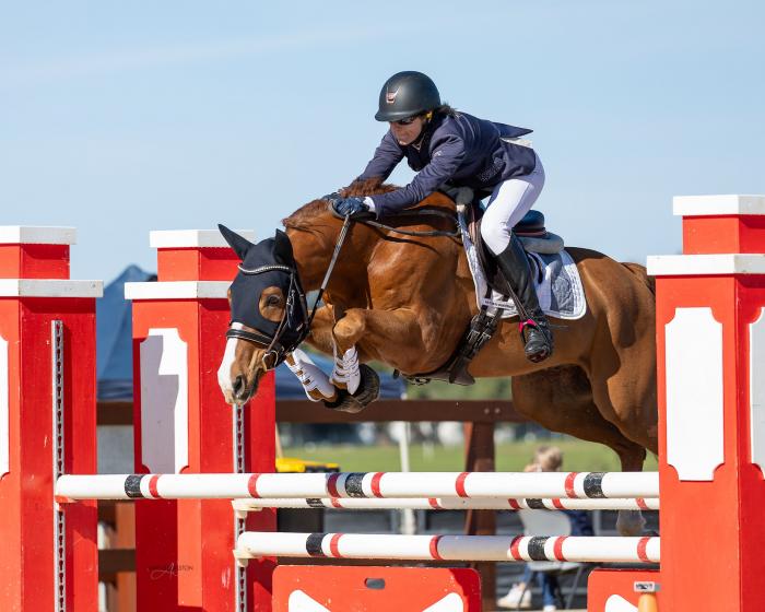 Exceptional, Safe and Easy Warmblood Show jumper