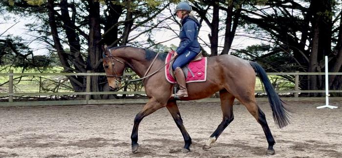 16.3 6yo Eventing type TB gelding