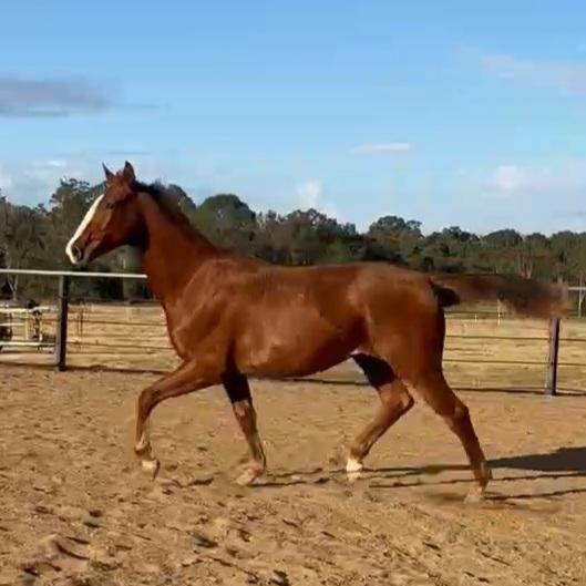 Impressive rising 2yo warmblood gelding
