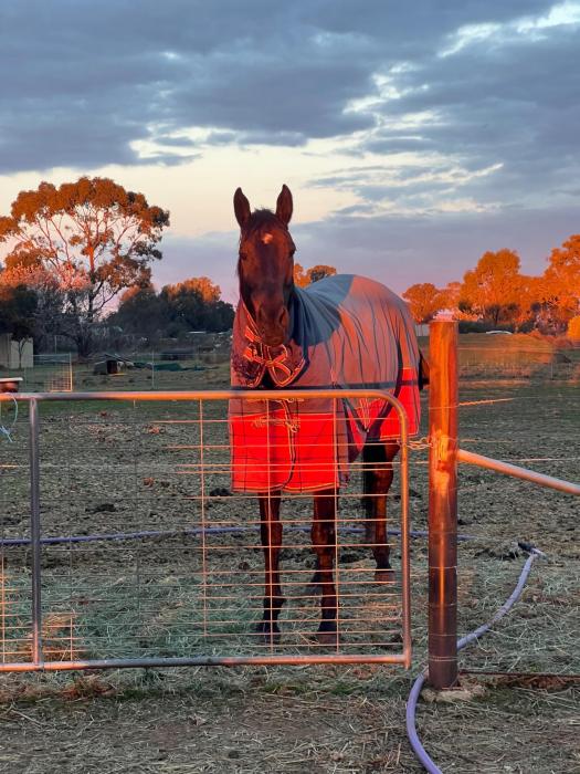 Whiskey | Wacky Doo - dressage showjumping