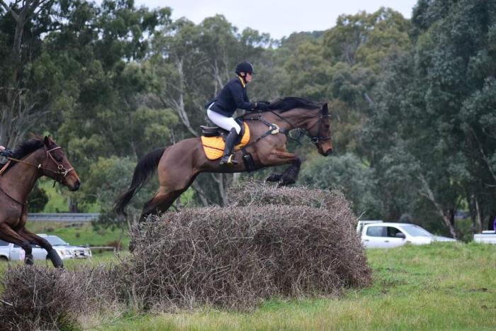Quiet , stunning TB gelding