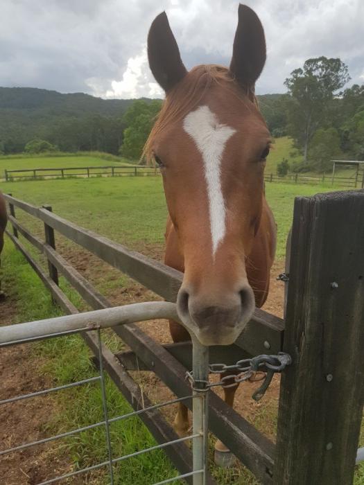 Quarter Horses For Sale Quarter horse Horse » Horsezone