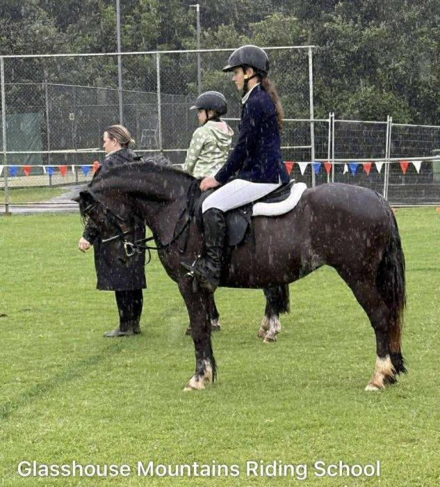 WELSH section C mare