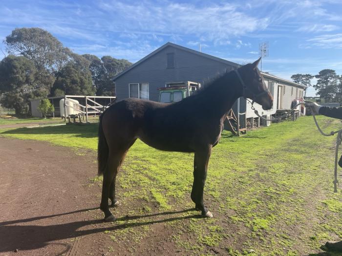 Showjumping Bred Filly