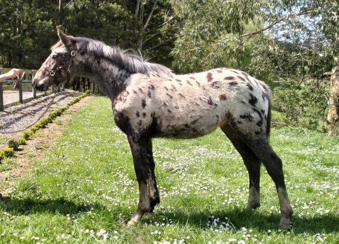 Beautiful Knabstrupper x Warmblood colt