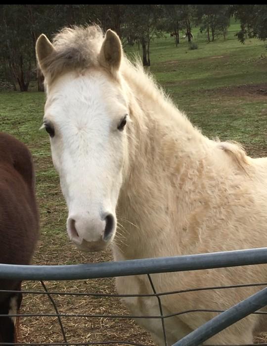 Welsh Ponies For Sale Welsh Horse » Horsezone