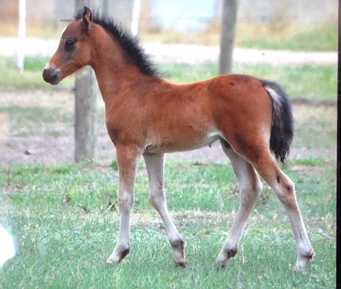 Welsh Ponies For Sale Welsh Horse » Horsezone