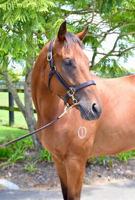 Unraced 3yo Dubious Gelding