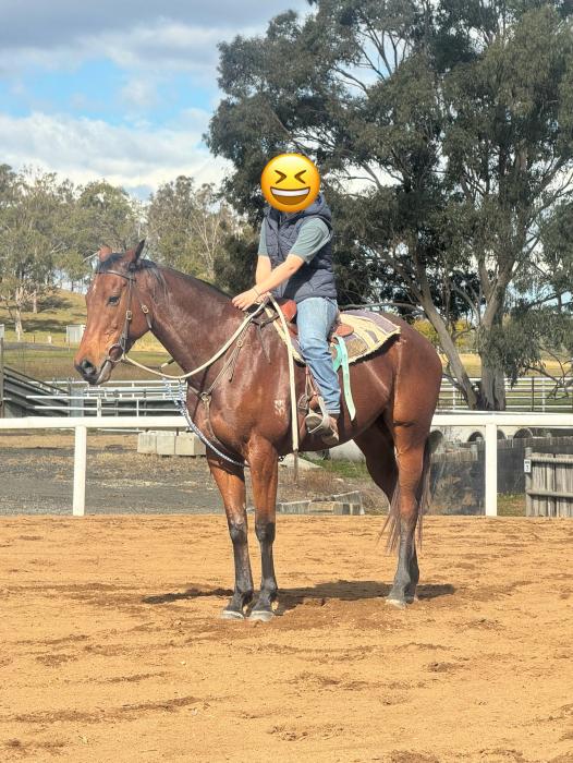 MiaVadarchie Thoroughbred Mare