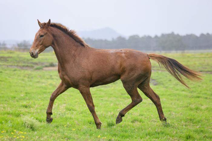 Rising 3 yo WB filly