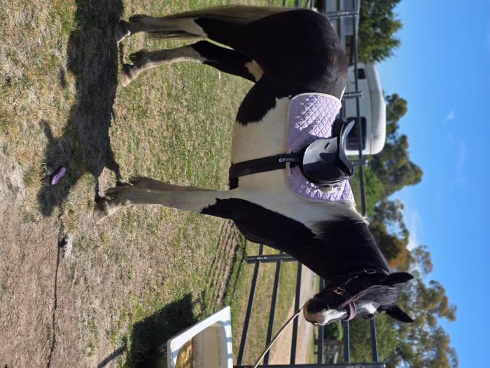 Percheron x Stockhorse pinto filly