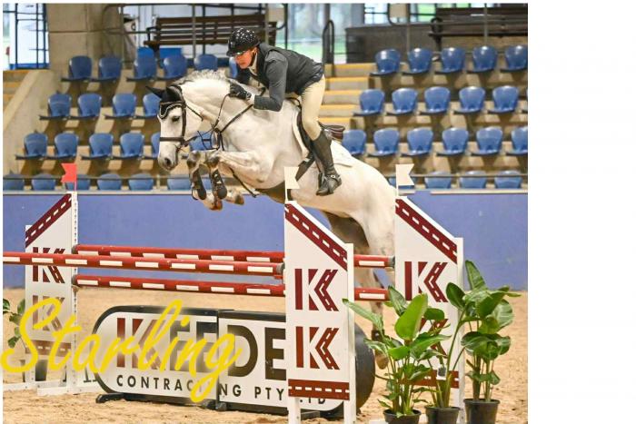 Salire Corelia 2018 Brown Mare