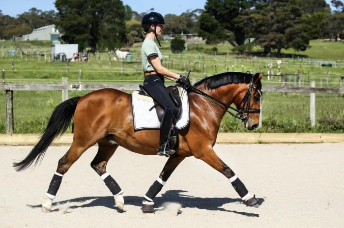 Re-advertised after buyer default: DREAM FEI PONY