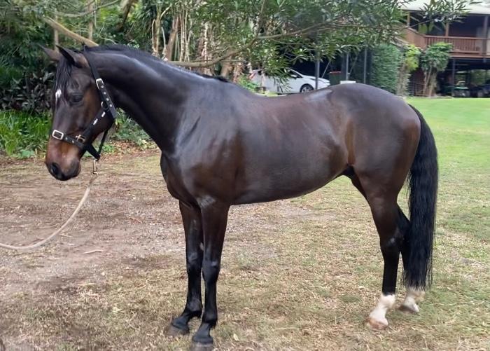 View All Horses For Sale Horsezone