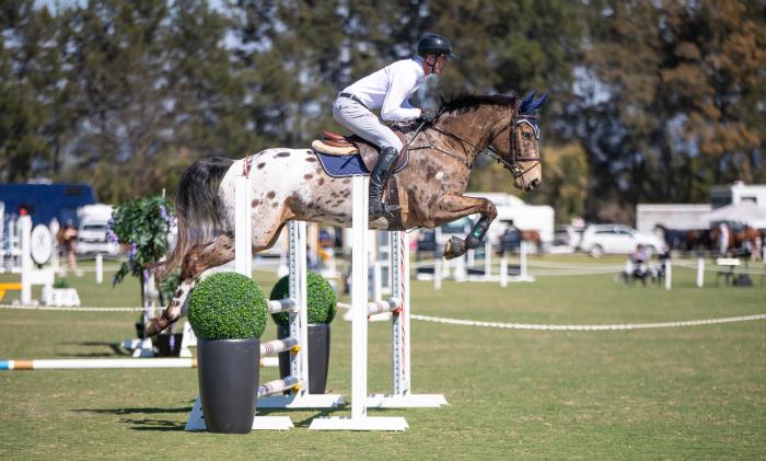 4yo Warmblood Gelding