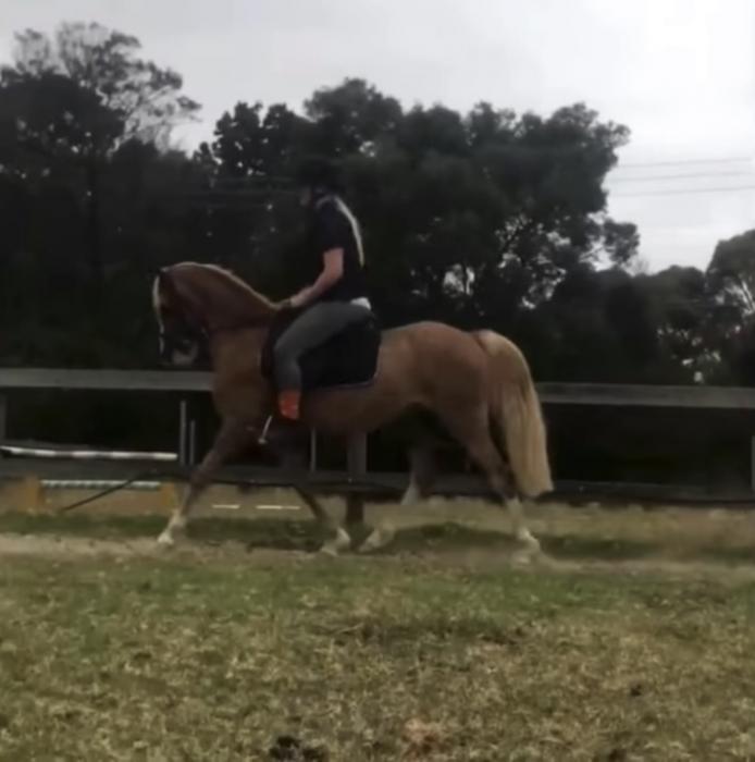 Registered Australian pony easy spring project