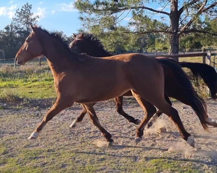 Bay 4yo warmblood gelding by Calavino