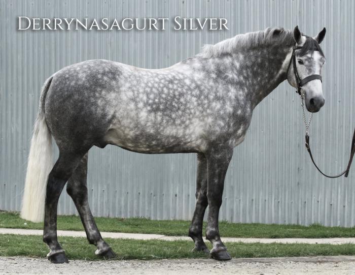 Derrynasagurt Silver