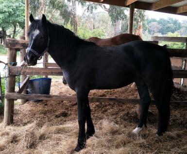 Pen-nant Vancouver ab.jpg