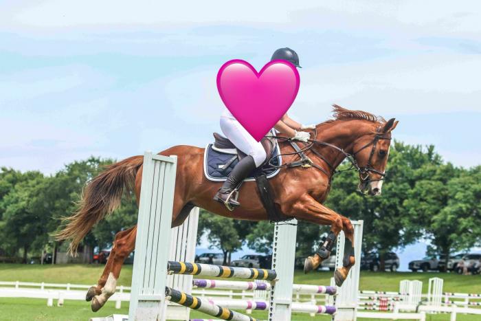Confidence Booster 15.1hh