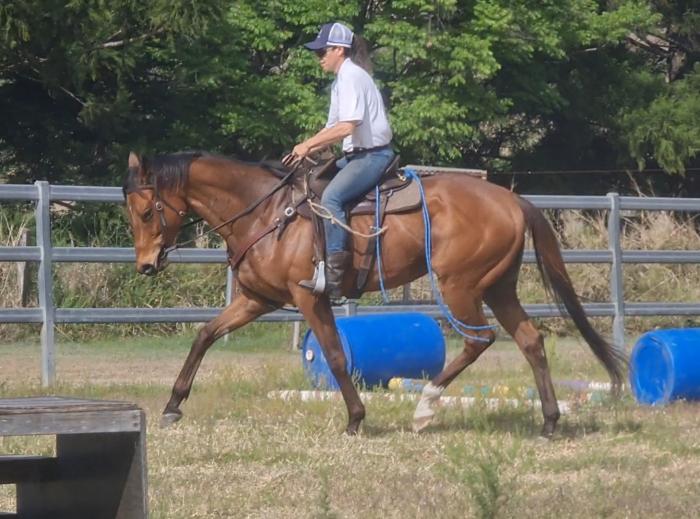 Elegant OTT gelding with presence & potential