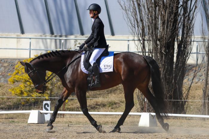 Dressage bred, performance proven.