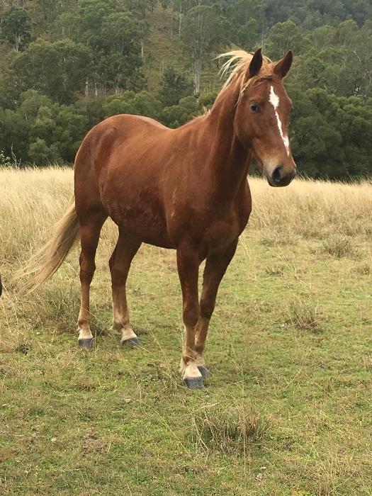 Australian Stock Horses For Sale