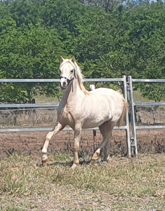 Welsh Ponies For Sale Welsh Horse » Horsezone