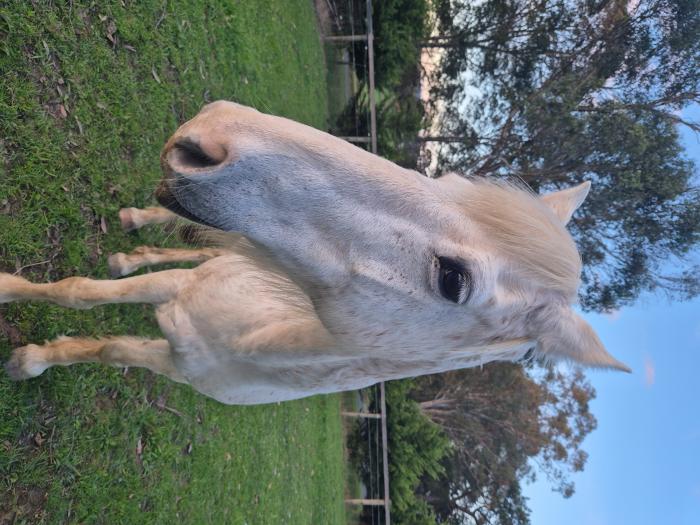 14.2 HH welsh Gelding