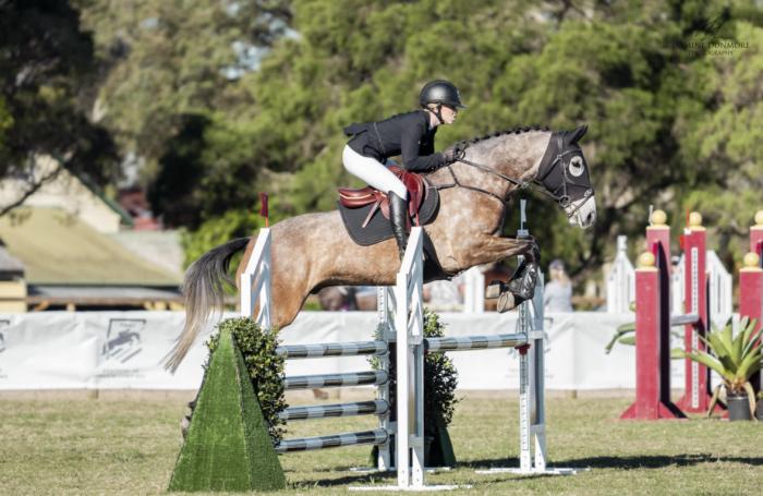 16.1hh 5yo Gelding – Showjumper/Eventer Prospect