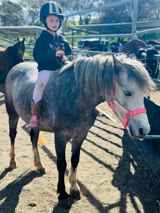 Welsh Ponies For Sale Welsh Horse » Horsezone