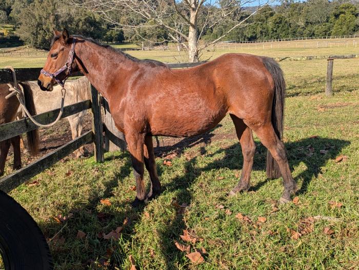 Free lease or sale -paddock companion pony