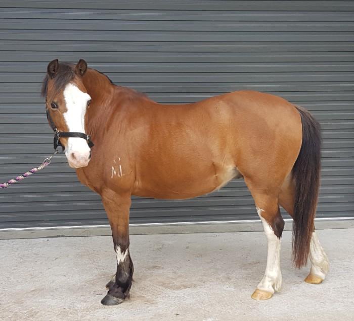 Welsh Ponies For Sale Welsh Horse » Horsezone