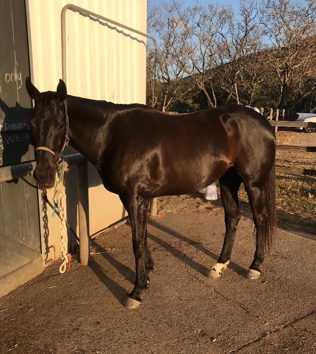 Thoroughbred Horses For Sale Thoroughbred Horse » Horsezone