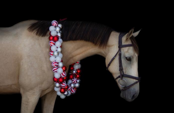 Talented Showjumper