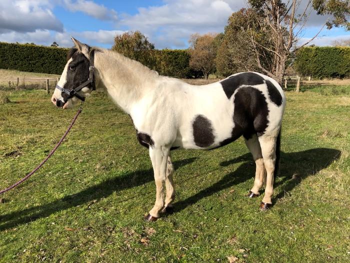 Paint Horses For Sale Paint Horse » Horsezone