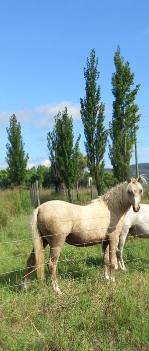 2yo welshb pally13h
