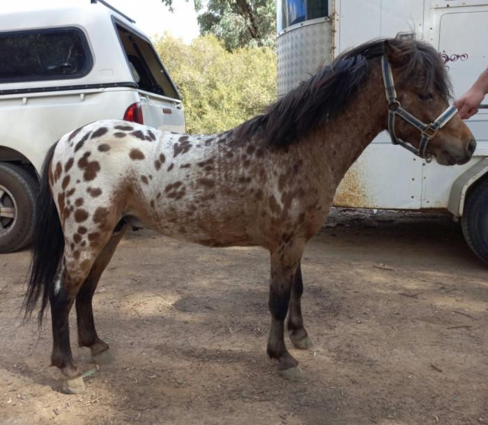 Small horse Appaloosa stallion