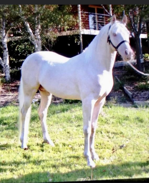 Stunning Cremello Stallion