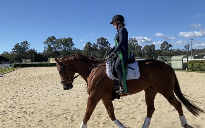16.2 Dressage/All Rounder Thoroughbred Mare