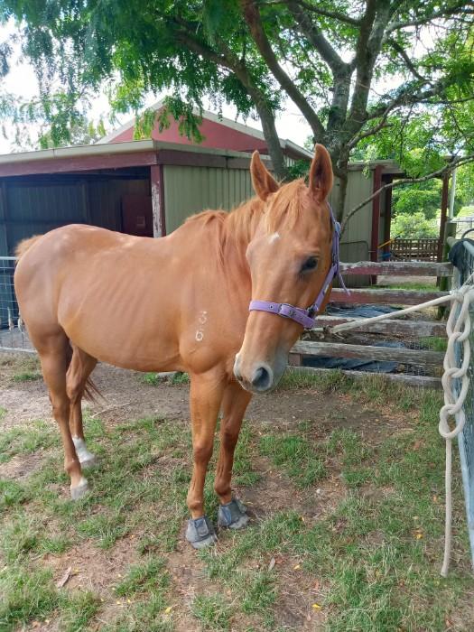 Thoroughbred Horses For Sale Thoroughbred Horse » Horsezone