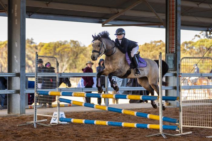 Springwater Dustyn- Competitive Juniors Dream Pony