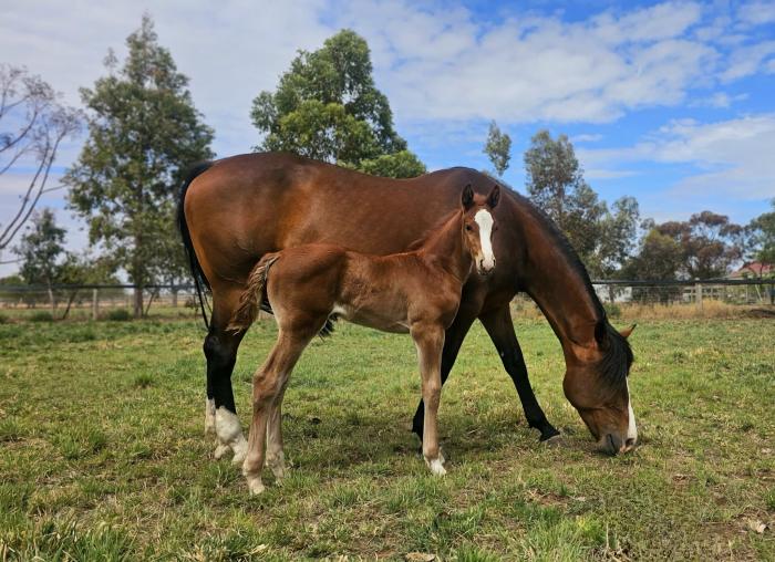 WB filly by Untouchable 27 stallion